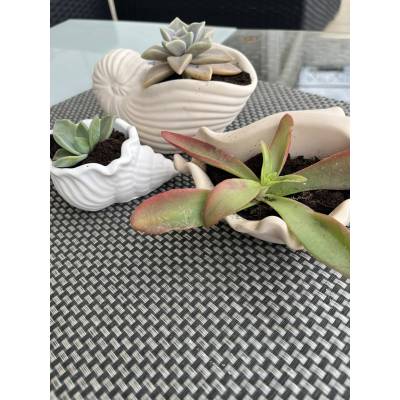 Χειροποίητο Κασπώ Κοχύλι Πορσελάνης | Διακοσμητικό Φυτών